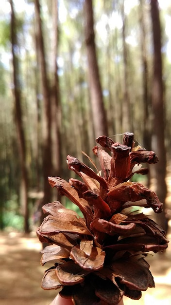 Cone de pino en el fondo de la naturaleza forestal de primer plano