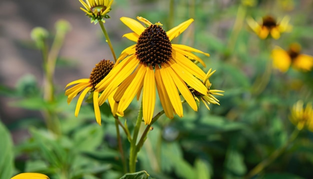 Coneflower en el jardín con fondo natural