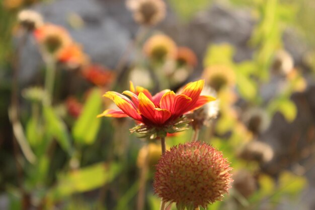 Coneflower ornamental brillante en un prado soleado con fondo borroso