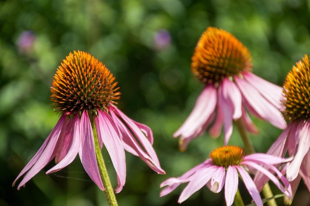 Coneflower en toda su bonita