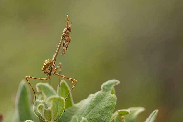 Conehead Gottesanbeterin Empusa pennata Malaga Spanien