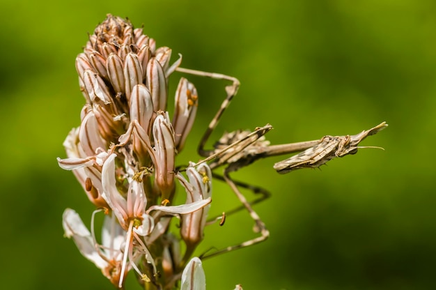 Conehead-Gottesanbeterin Empusa pennata