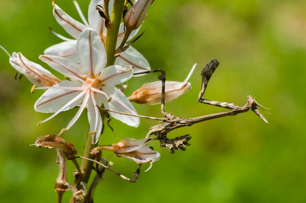 Conehead mantis Empusa pennata