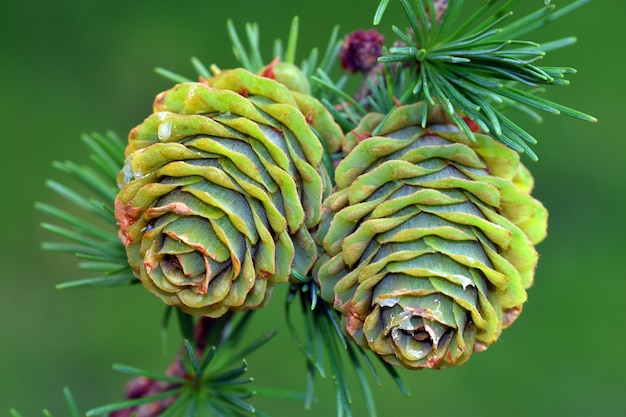 Conejas y hojas del alerce japonés Larix kaempferi