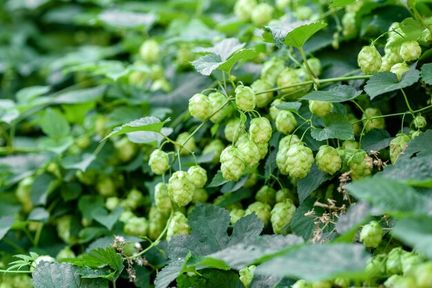 Foto conejes verdes frescos de lúpulo para hacer cerveza y pan de cerca