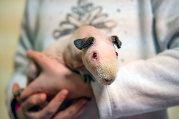 Conejillo de indias calvo gracioso con patas en los brazos del niño, cavia porcellus rojo sobre basura de aserrín en una jaula de boxeo enfoque selectivo, desenfocado