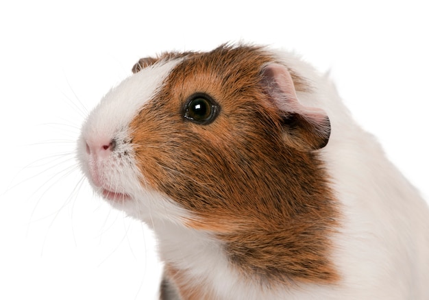 Conejillo de Indias, Cavia porcellus aislado