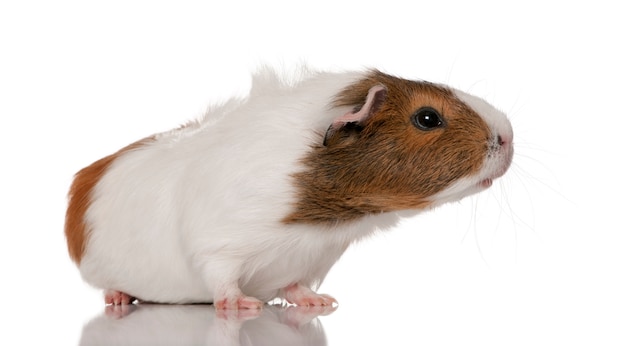 Conejillo de Indias, Cavia porcellus, de pie