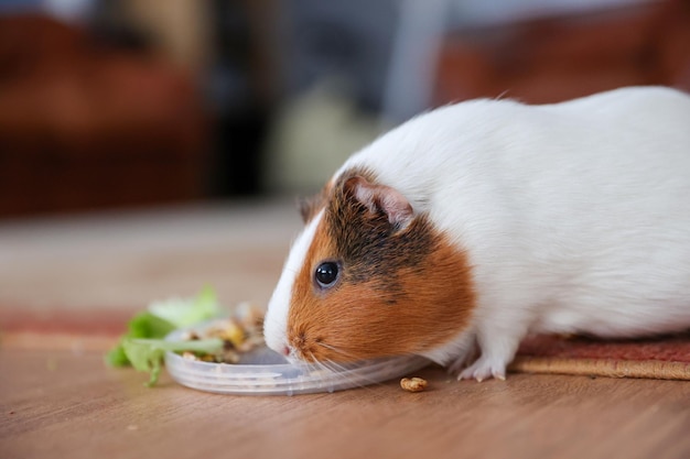 El conejillo de indias come comida.