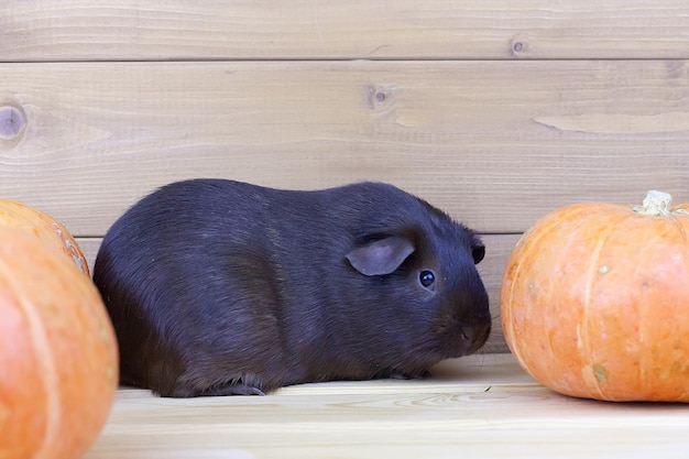 Un conejillo de indias gracioso sentado en una calabaza con un fondo de flores amarillas al aire libre