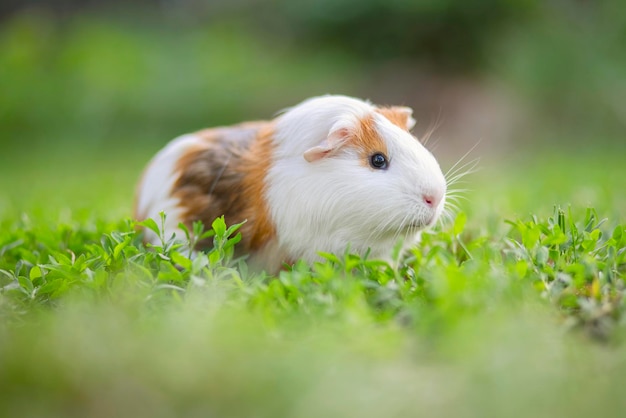 Un conejillo de indias o cavy sentado en la hierba verde Conejillo de indias caminando sobre el césped