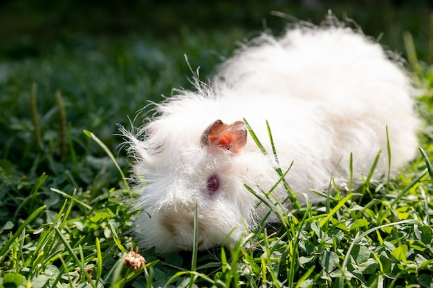 Conejillo de indias de pelo largo blanco en hierba verde. Verduras frescas en la nutrición de mascotas. La mascota está caminando en el verano verde Meadow.Cobaya comiendo hierba fuera.Copia espacio