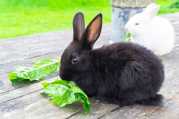 Conejito al aire libre. El pequeño y lindo conejo negro se sienta en la mesa de madera y come hojas en el jardín.