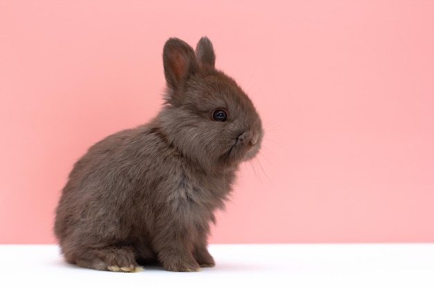 Conejito bebé gris, conejo