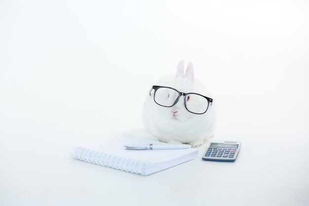 Conejito blanco con gafas humanas con estacionario y calculadora