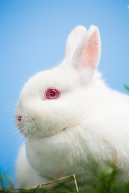 Conejito blanco con ojos rosados ​​y orejas