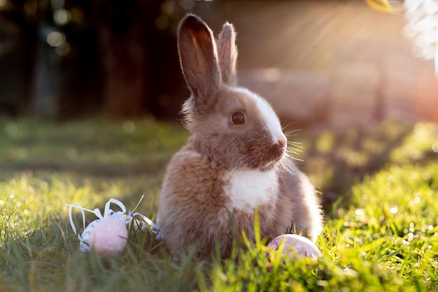 Conejito blanco de pascua con huevos de pascua sentados en la hierba