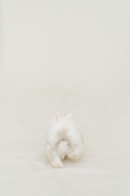 Conejito blanco de Pascua sentado en la cama. Conejo bebé mamífero