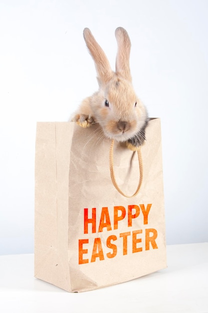 Conejito en una bolsa de papel con la inscripción Felices Pascuas