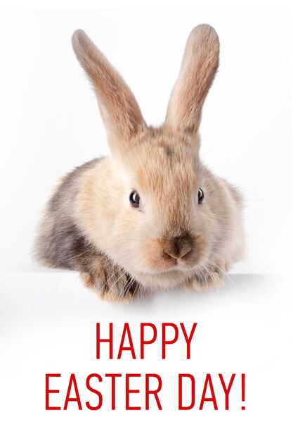 Conejito con un cartel que dice Feliz Día de Pascua