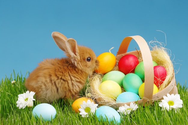 Conejito En Cesta Con Huevos Decorados. Concepto de vacaciones de Pascua.