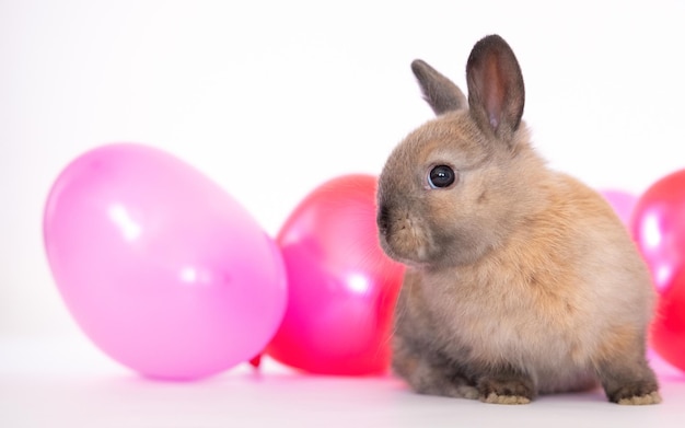 El conejito con coloridos globos rojos y rosas ama a la mascota