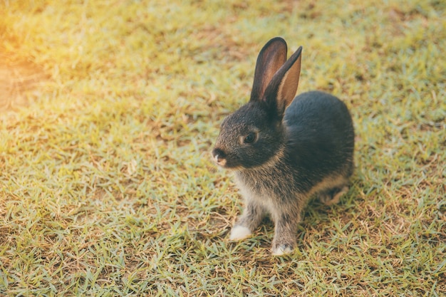 Conejito de conejos en el jardin.