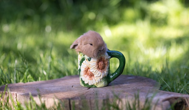 conejito divertido en una taza de té