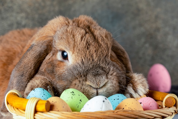 El conejito gordito de Pascua levantó la oreja. Cesta de mimbre con festivos huevos de Pascua.