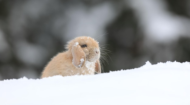 conejito marrón en invierno