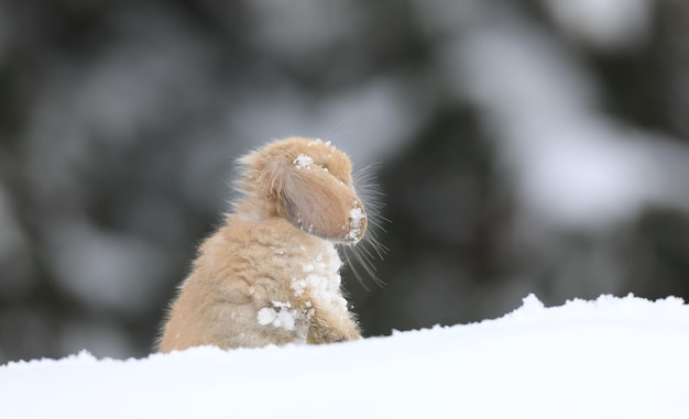 conejito marrón en invierno