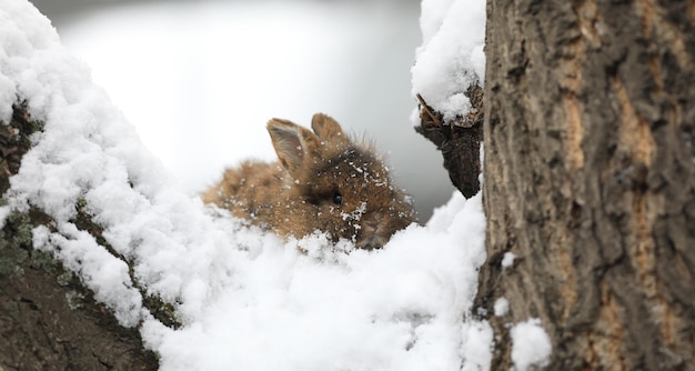 conejito marrón en la nieve