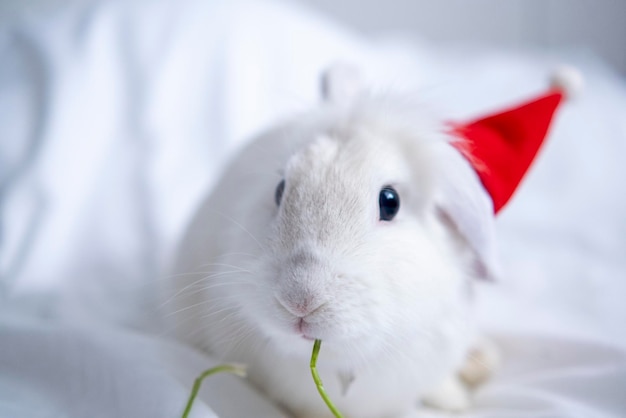 Conejito de navidad blanco conejito esponjoso se sienta en un sombrero de santa en una tarjeta de felicitación de fondo blanco con copia