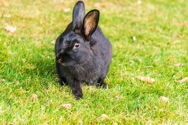 Conejito negro sobre la hierba verde comiendo en la celebración de Pascua de verano hermoso animal de compañía