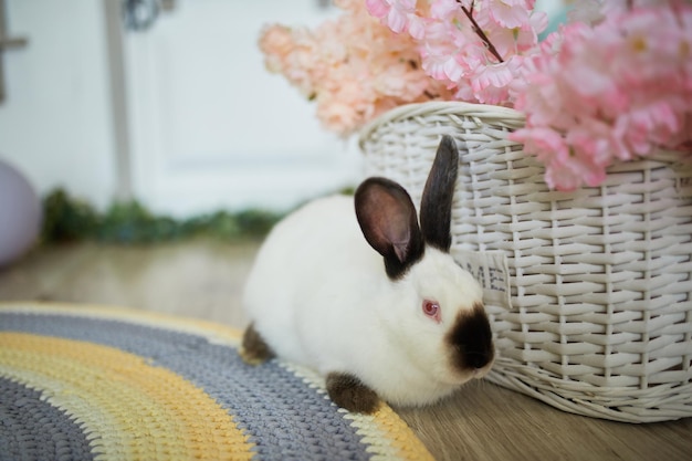 Conejito de Pascua blanco sobre fondo de Pascua