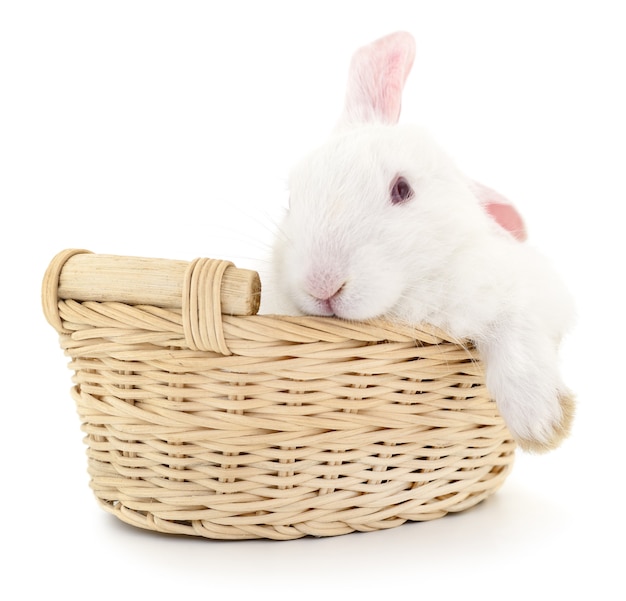 Conejito de Pascua en canasta aislado en blanco