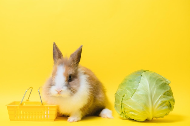 Conejito de Pascua con cesta de la compra