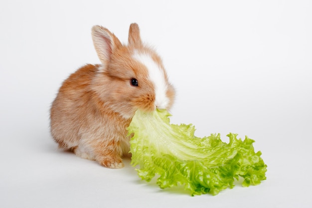 Conejito de Pascua comer hojas de ensalada aislado sobre fondo blanco.