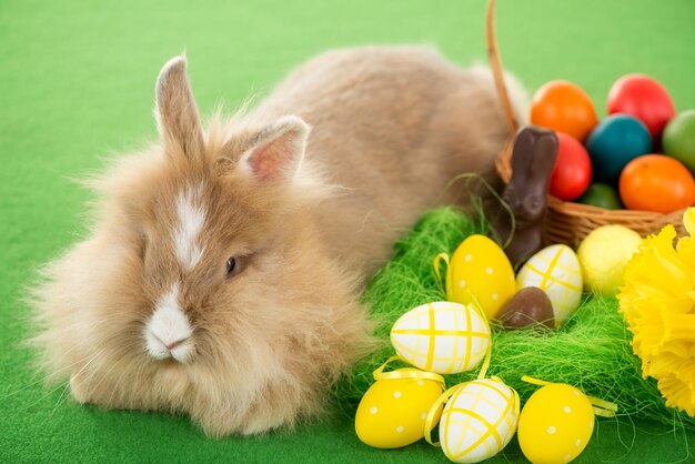 Conejito de Pascua con huevos en canasta sobre fondo verde. Enfoque selectivo. Concéntrate en el conejo.