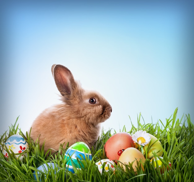 Conejito de Pascua y huevos de Pascua en pasto verde