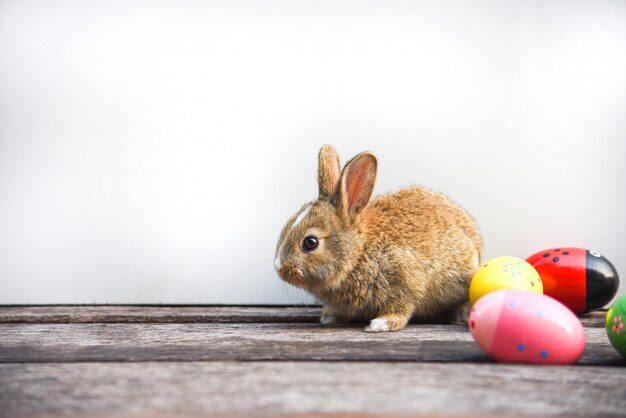 Conejito de Pascua y huevos de Pascua sobre fondo gris