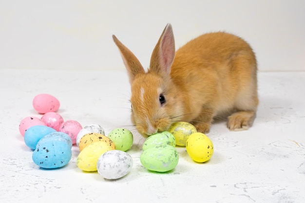 Conejito de Pascua pelirrojo con huevos de colores sobre fondo blanco.