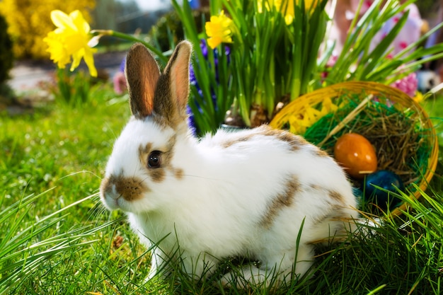 Conejito de Pascua en pradera con canasta y huevos