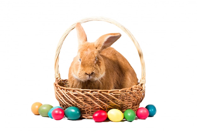 Conejito de Pascua rojo en una canasta con huevos, aislar, preparación para la fiesta de Pascua