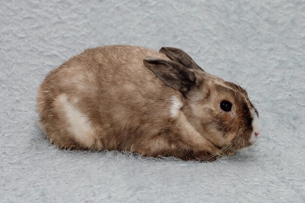 Conejito de Pascua sobre un fondo gris azulado Concepto de vacaciones de Pascua