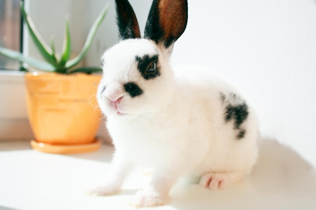 Foto conejitos en mascota blanca o dálmata el animal está en una silla liebre o conejo