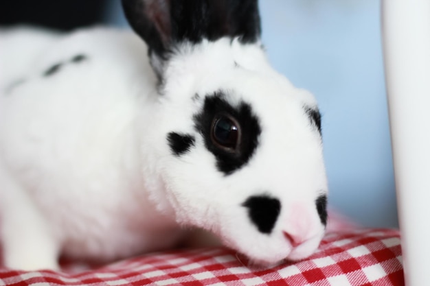 Foto conejitos en mascota blanca o dálmata el animal está en una silla liebre o conejo