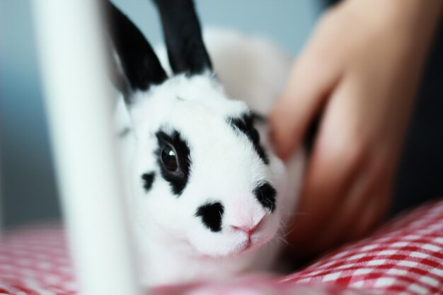 Foto conejitos en mascota blanca o dálmata el animal está en una silla liebre o conejo