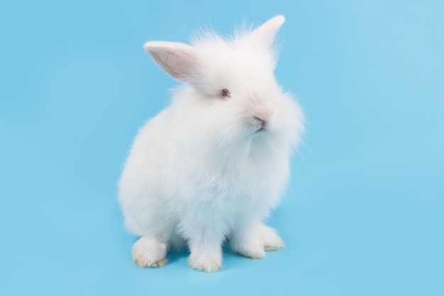 Conejo adorable bebé blanco sobre fondo azul