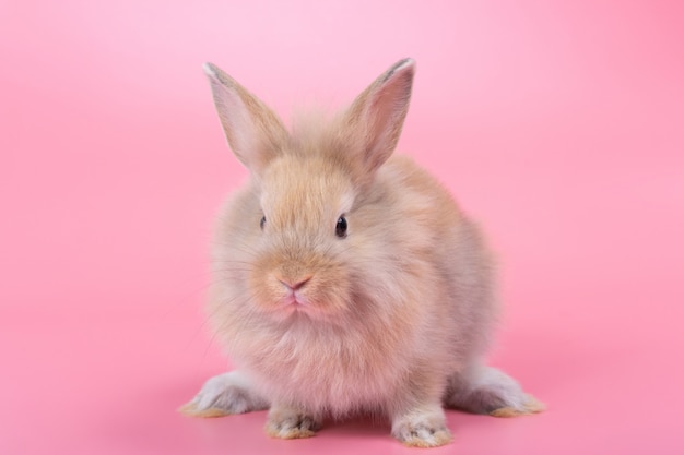 Conejo adorable del bebé de Brown en fondo rosado. Conejo lindo del bebé.
